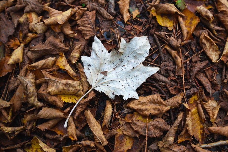 Autumn Leaf from the Silent Peak Article 5 ways to take better photos of your garden using your smartphone
