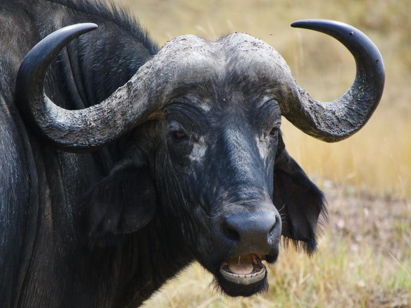 A buffalo grazing in Kenya's Masai Mara National Reserve.  Photo owned by Silent Peak Photographic