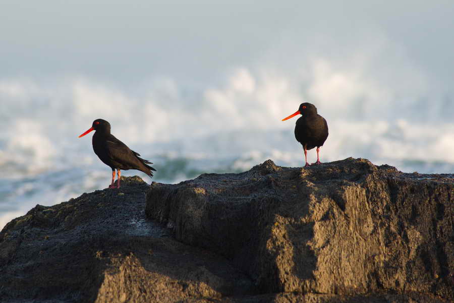 Birds at Cannibal Bay, Catlins Forest Park, New Zealand.