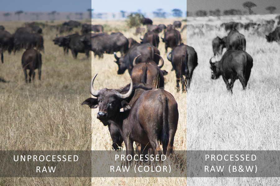 What is Raw in Photography: Raw versus JPEG Snapshots